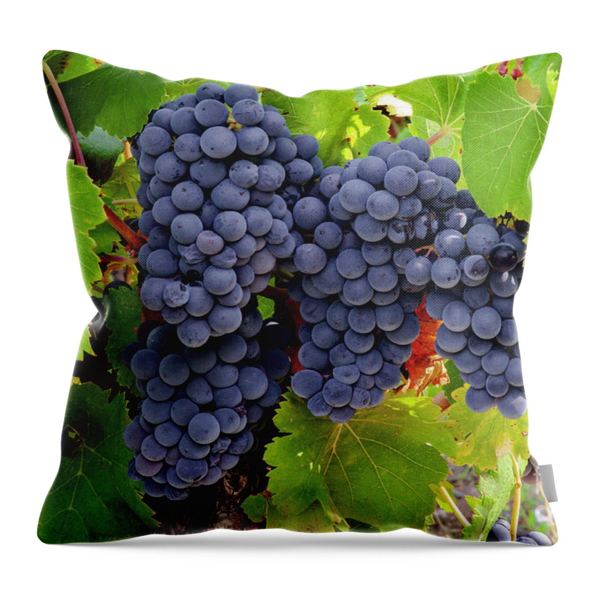 Saignon Throw Pillow featuring the photograph Fruit of the Vine Imagine the Wine by Bob Phillips