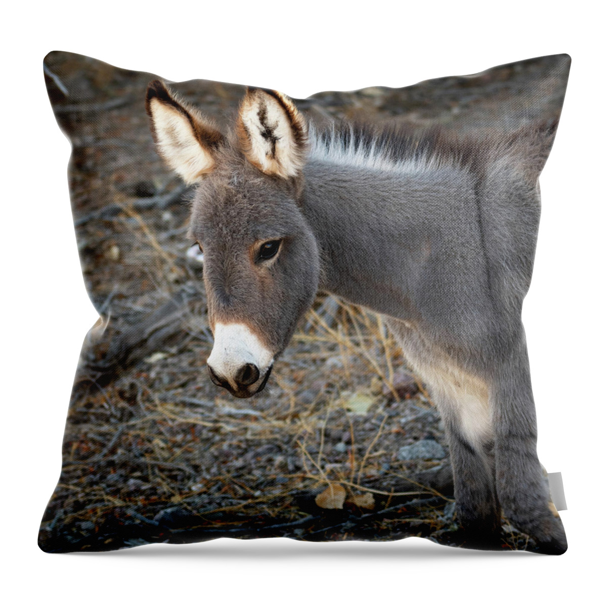 Wild Burros Throw Pillow featuring the photograph Fuzzy Ears by Mary Hone