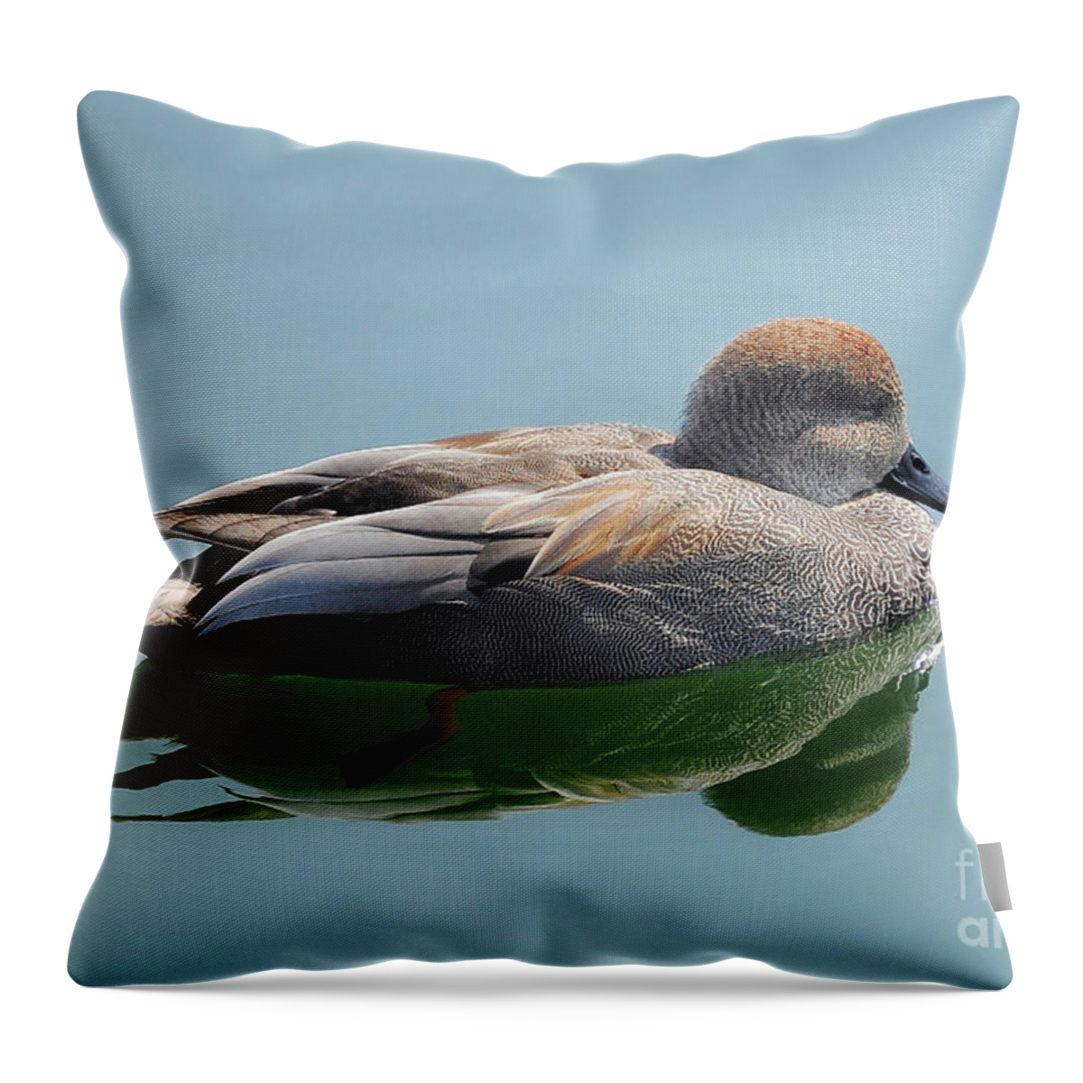Duck Throw Pillow featuring the photograph Gadwall Duck by Elaine Manley