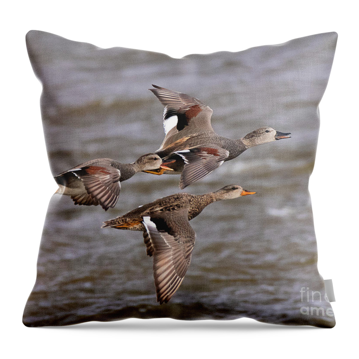 Duck Throw Pillow featuring the photograph Gadwall Ducks on the Wing by Dennis Hammer