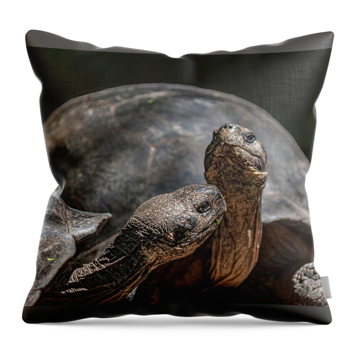 Giant Tortoises Throw Pillow featuring the photograph Galapagos giant tortoises by Henri Leduc