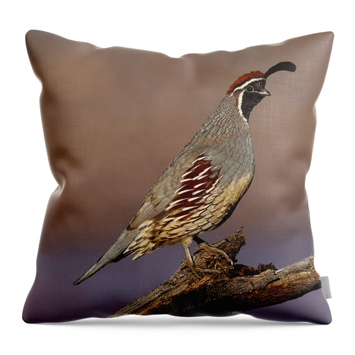 Animal Throw Pillow featuring the photograph Gambel's Quail Perched on a Branch by Jeff Goulden
