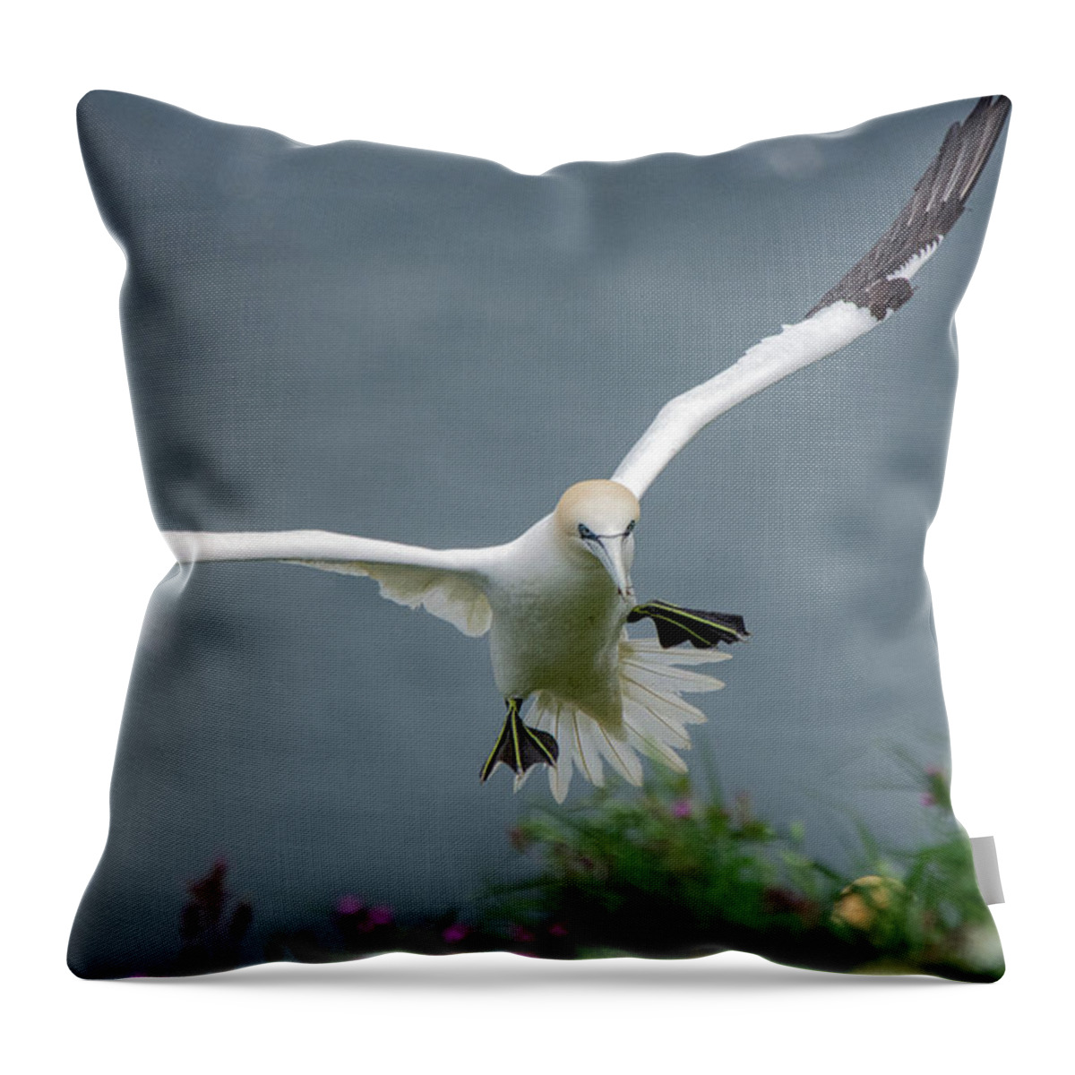 Gannet Throw Pillow featuring the photograph Gannet in flight by Gareth Parkes