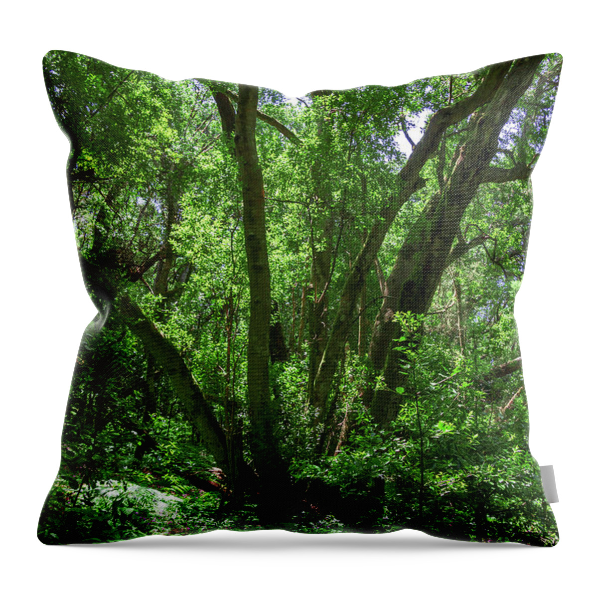 Forest Throw Pillow featuring the photograph Garajonay National Park by Sun Travels