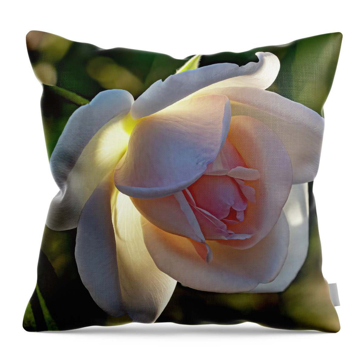 Rose Throw Pillow featuring the photograph Garden Rose 2 by Jerry Connally