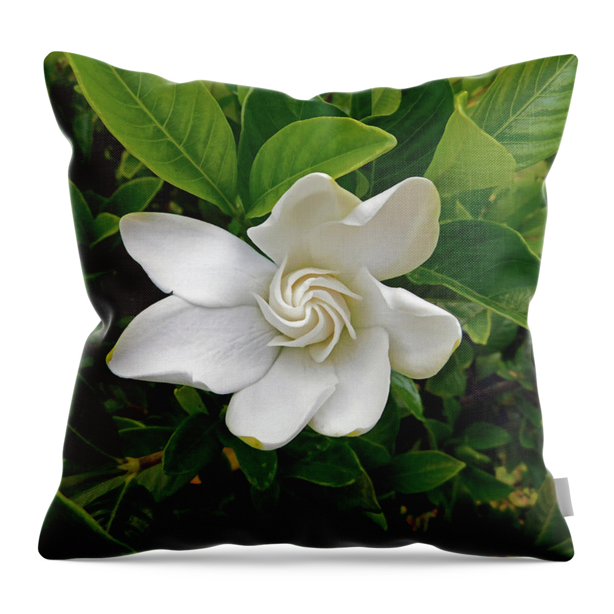 Flower Throw Pillow featuring the photograph Gardenia Bloom by Carl Moore