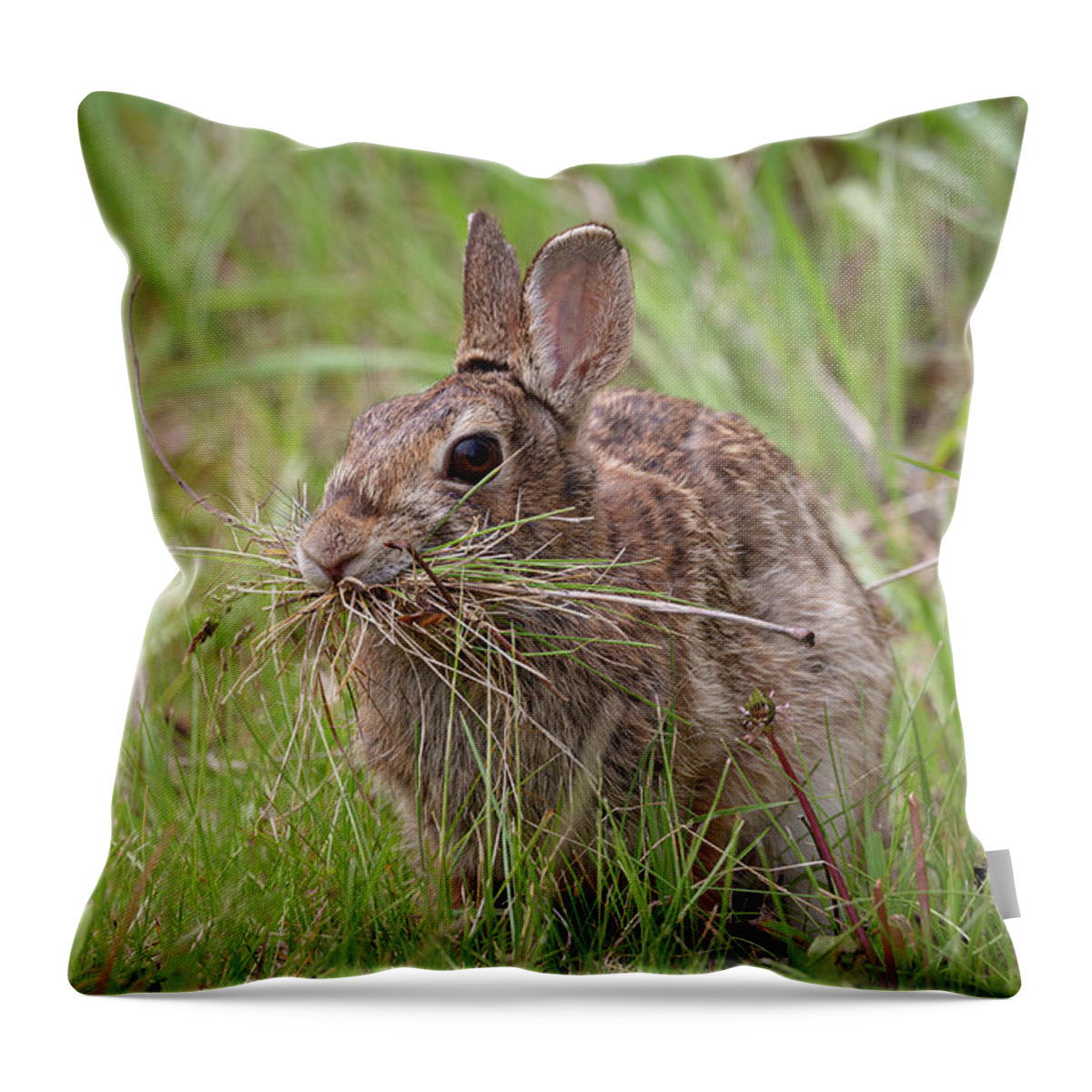 Eastern Cottentail Rabbit Throw Pillow featuring the photograph Gathering For The Nest by Dale Kincaid