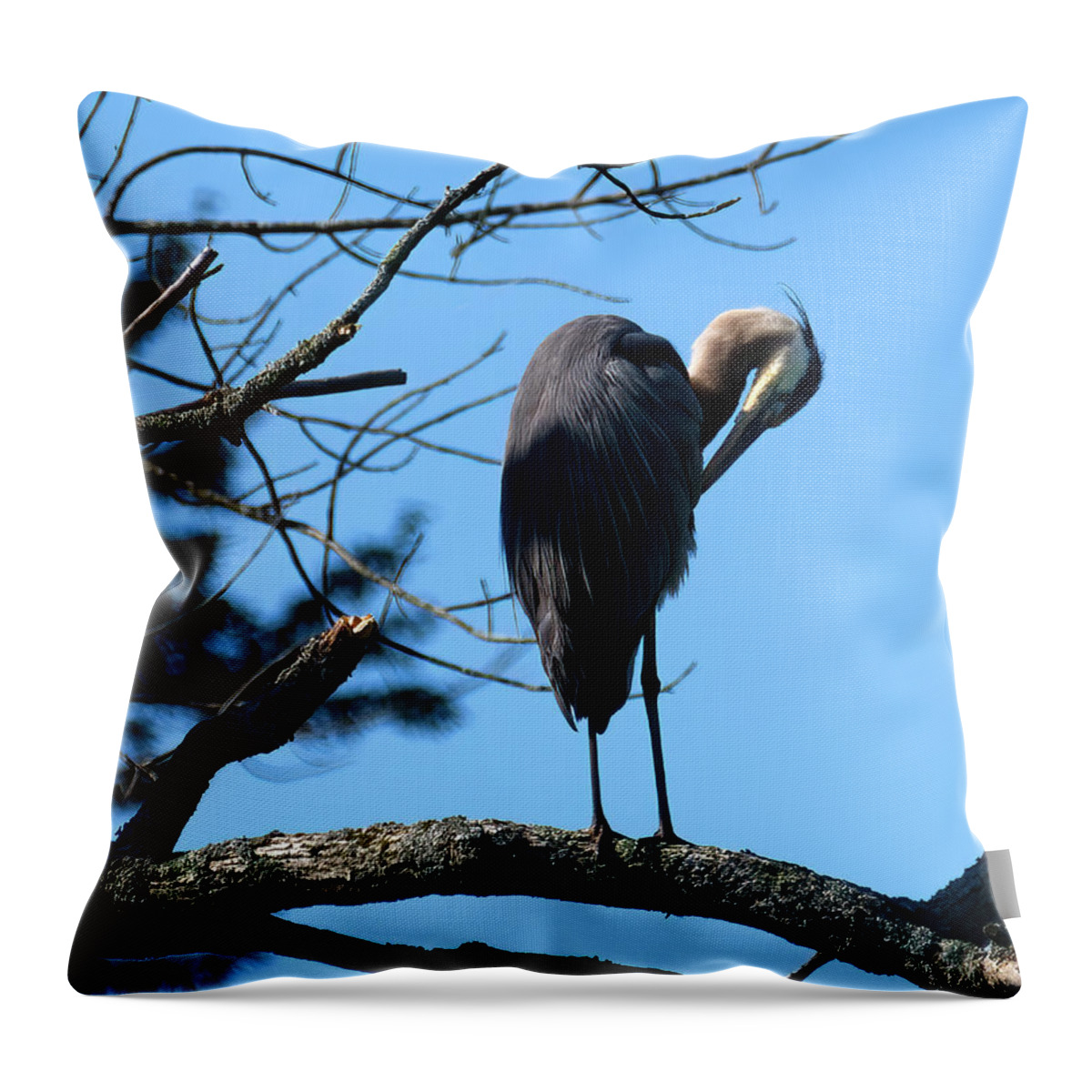 Gbh Throw Pillow featuring the photograph GBH Preening in Tree by Flinn Hackett