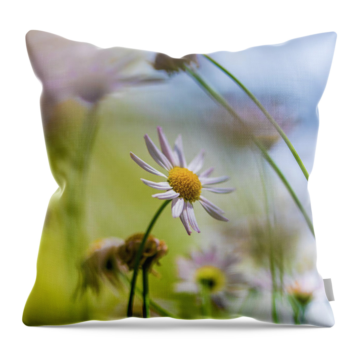 Pink Daisy Flower Throw Pillow featuring the photograph Gentle Whispers by Az Jackson