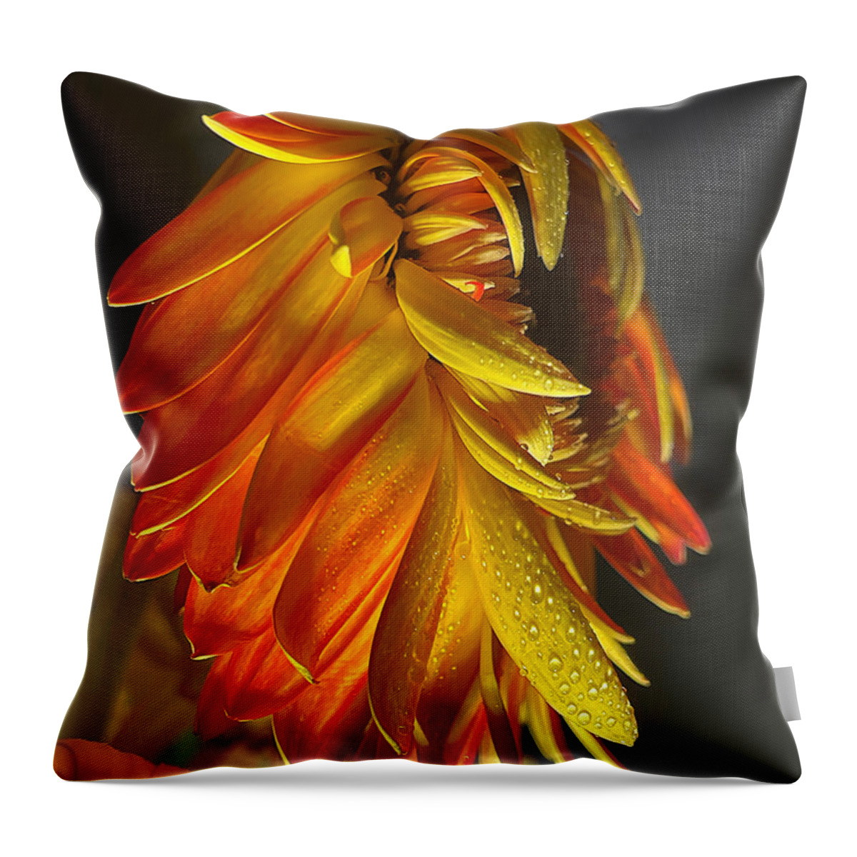 Gerbera Throw Pillow featuring the photograph Gerbera Study 1 by Diana Rajala