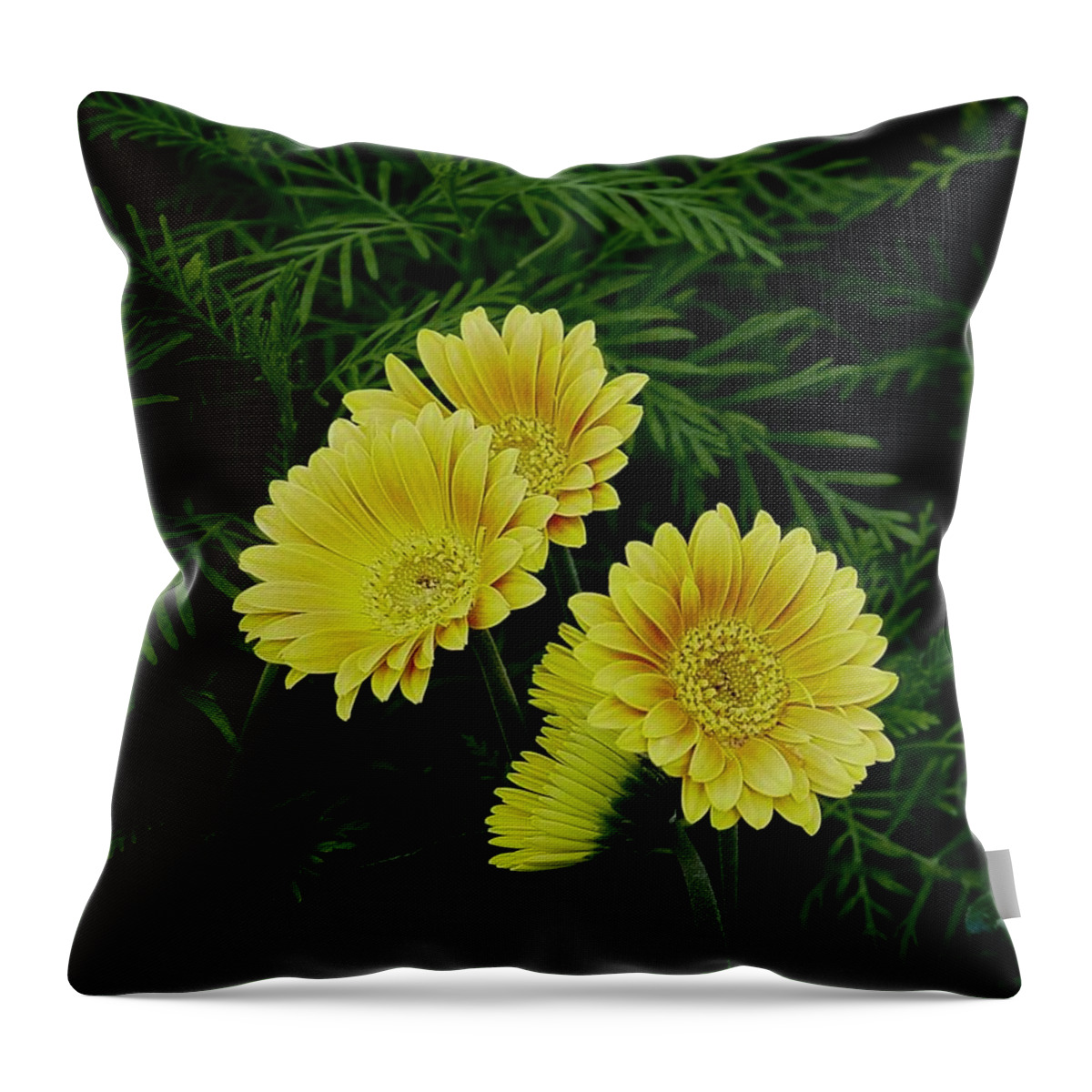 Flowers Throw Pillow featuring the photograph Gerbers In Gold by Alida M Haslett