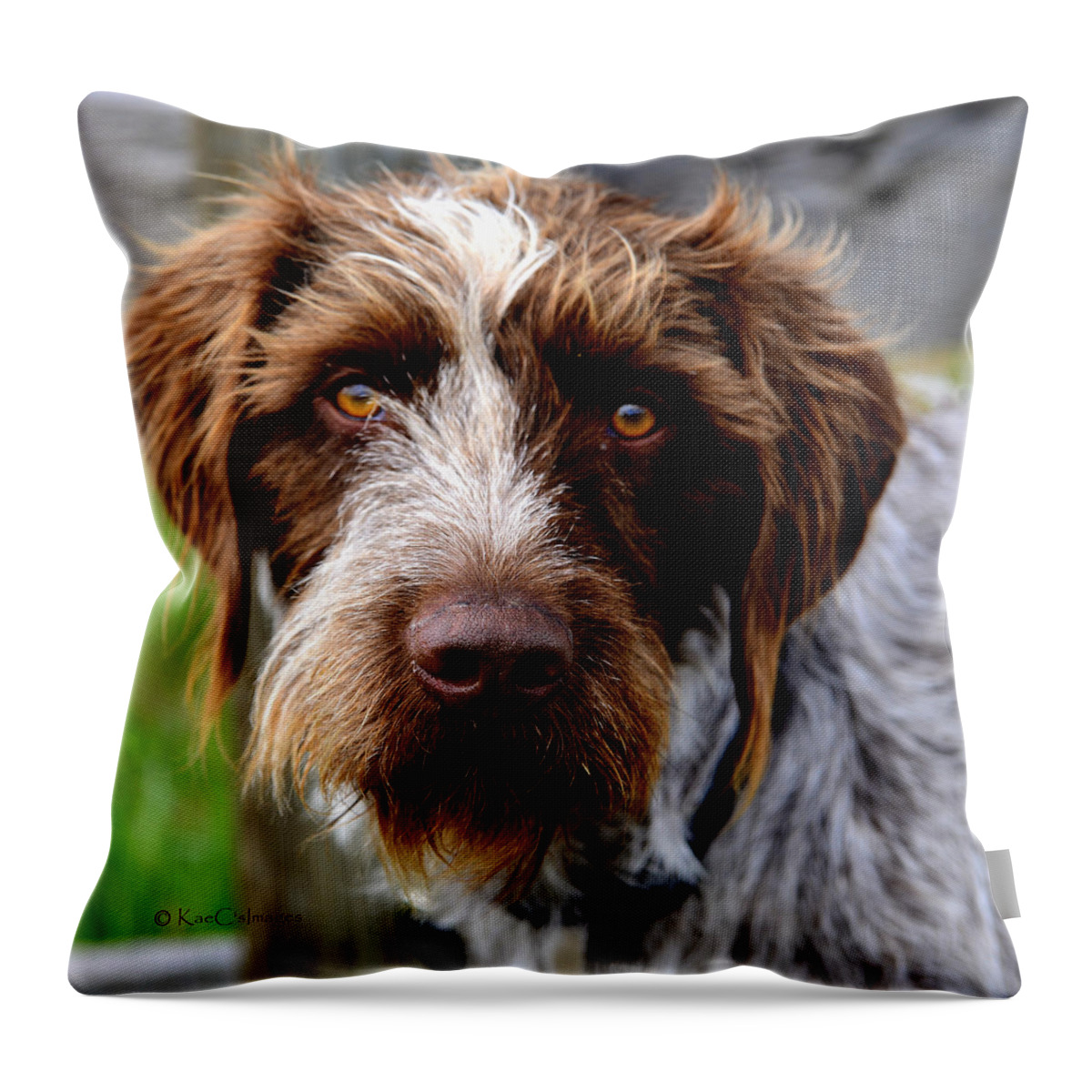 Dog Throw Pillow featuring the photograph German Wirehaired Pointer by Kae Cheatham