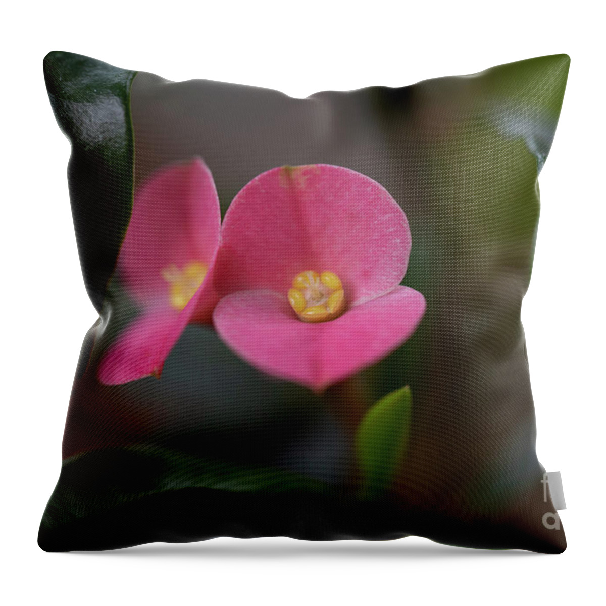Euphorbia Geroldii Throw Pillow featuring the photograph Gerold's Spurge by Eva Lechner