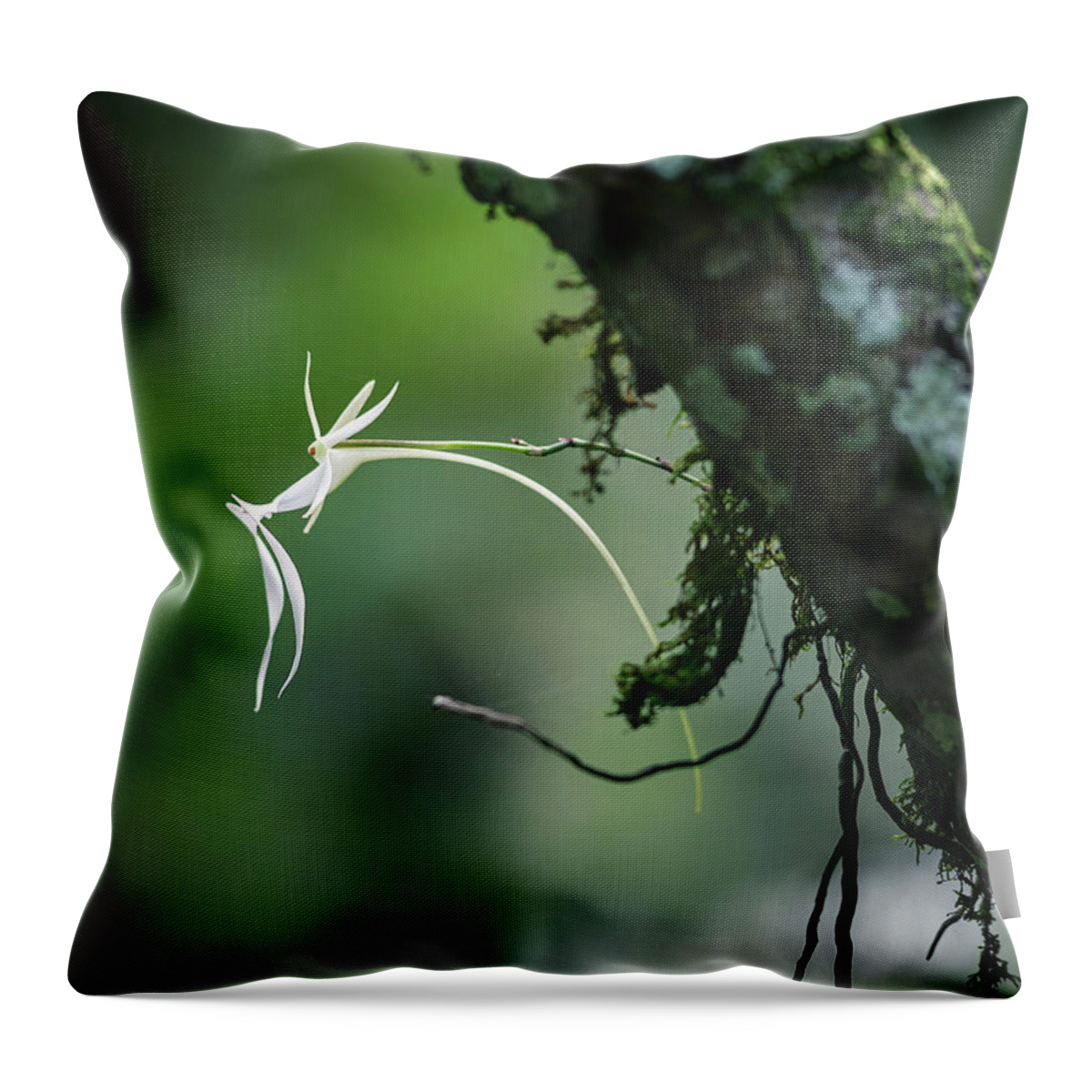 Dendrophylax Lindenii Throw Pillow featuring the photograph Ghost Orchid 1 by Rudy Wilms