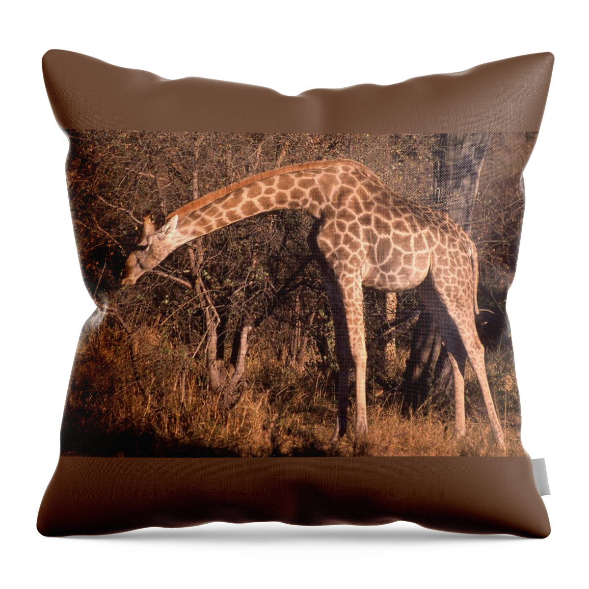 Africa Throw Pillow featuring the photograph Giraffe Eating Too by Russel Considine