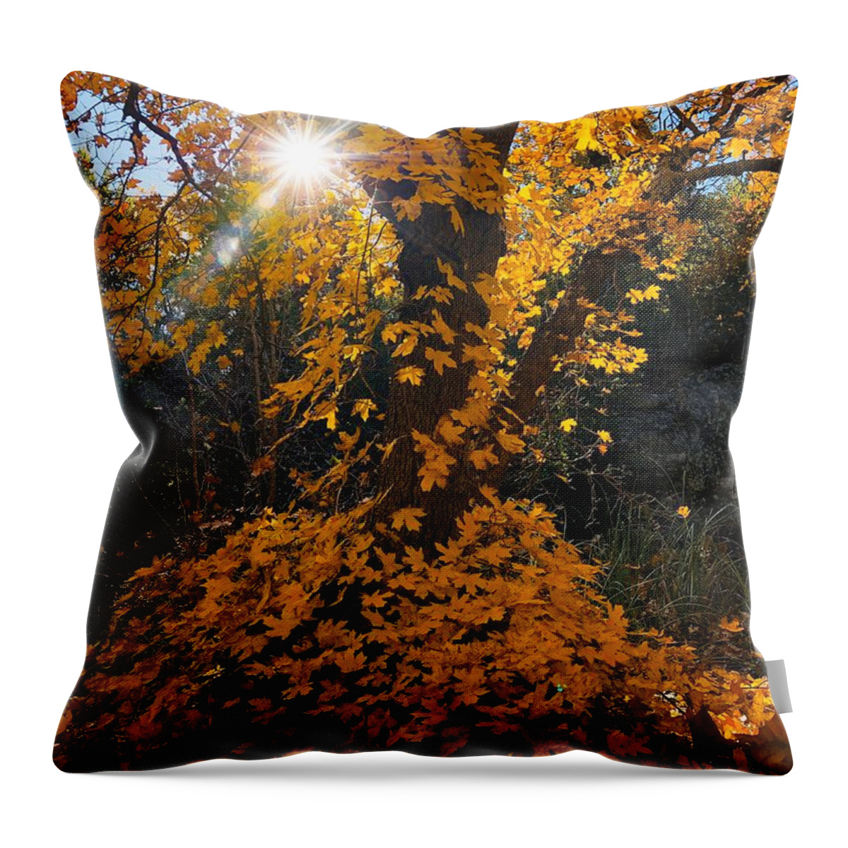 Autumn Throw Pillow featuring the photograph Glistening Golden Skirted Tree by Doris Aguirre