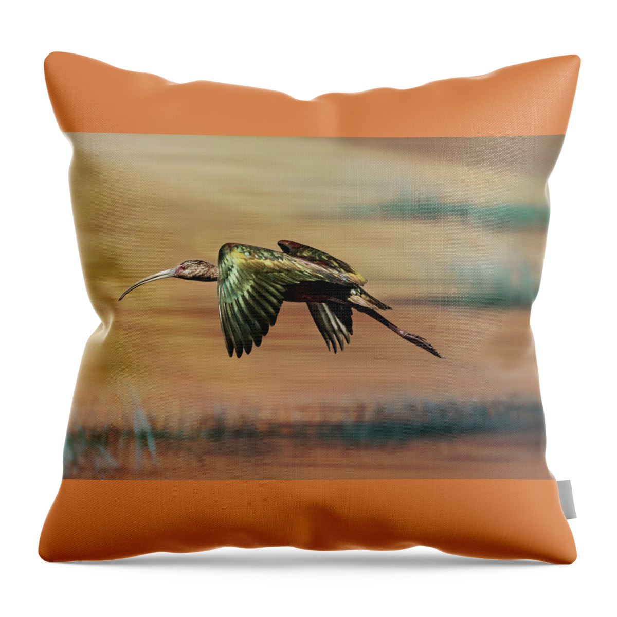 Ibis Throw Pillow featuring the photograph Glossy Ibis Flight #3 by Patti Deters