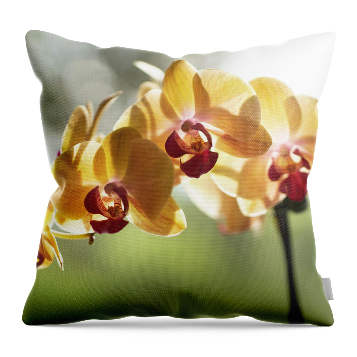 Bloom Throw Pillow featuring the photograph Glow in the Morning 1 by Dimitry Papkov