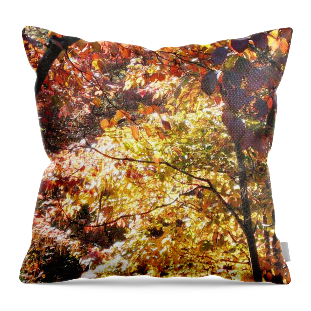 Autumn Throw Pillow featuring the photograph Vibrant Golden Autumn Trees by Catherine Ludwig Donleycott