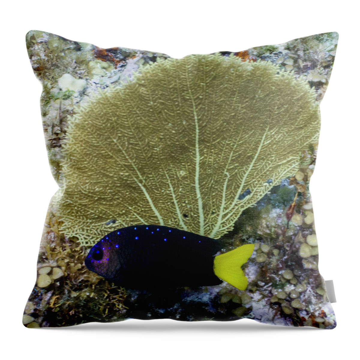 Animals Throw Pillow featuring the photograph Go Gorgonian by Lynne Browne