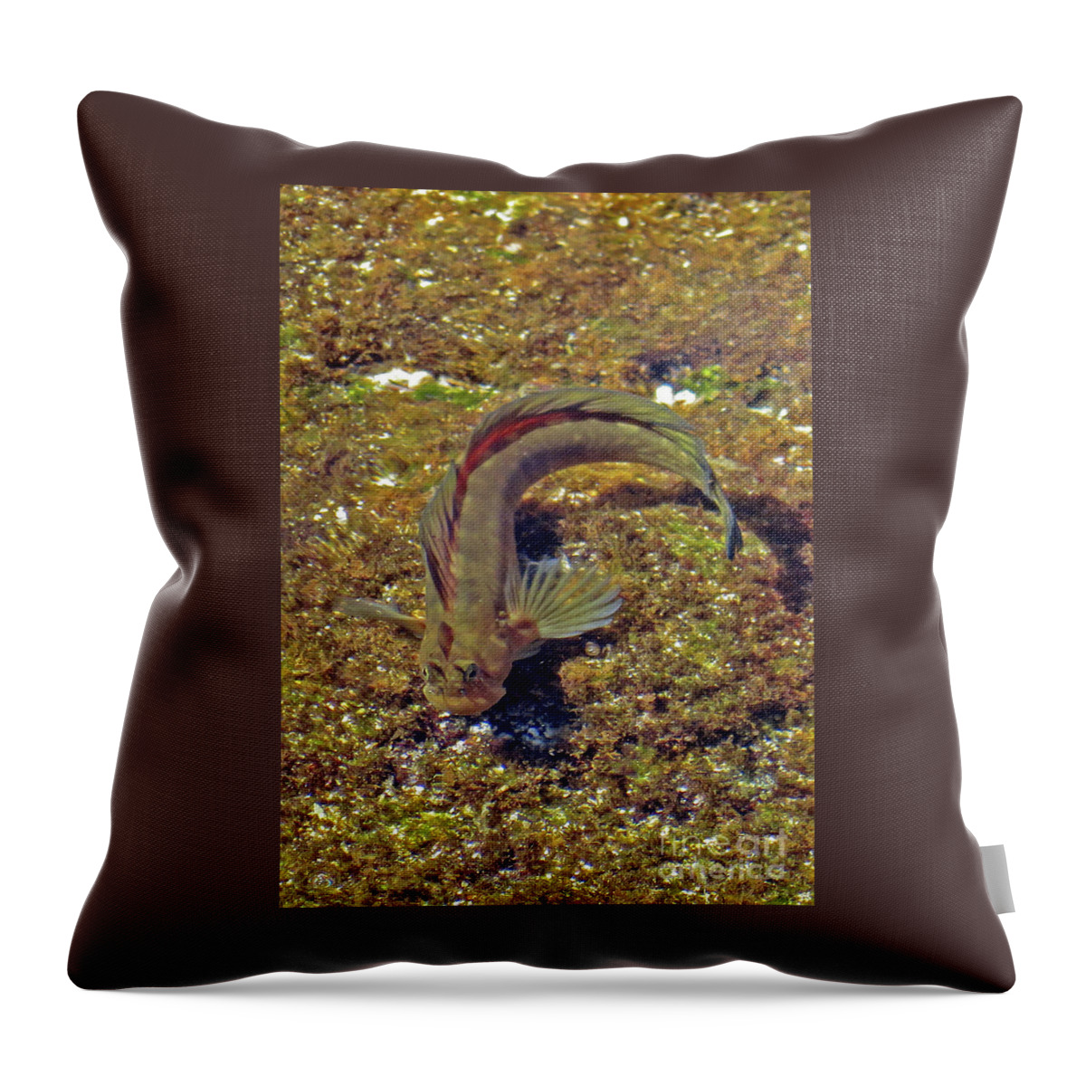 Gobies Throw Pillow featuring the photograph Goby by Cindy Murphy