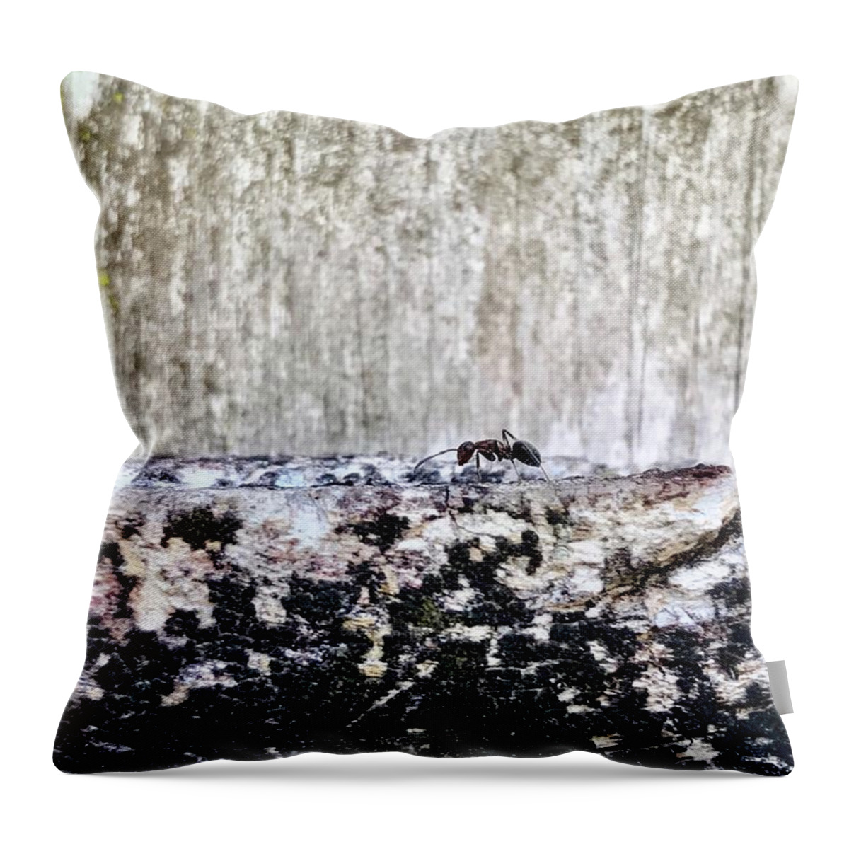Macro Photography Throw Pillow featuring the photograph Going home... by Carlos Avila