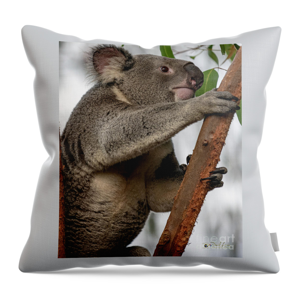 San Diego Zoo Throw Pillow featuring the photograph Going Up by David Levin
