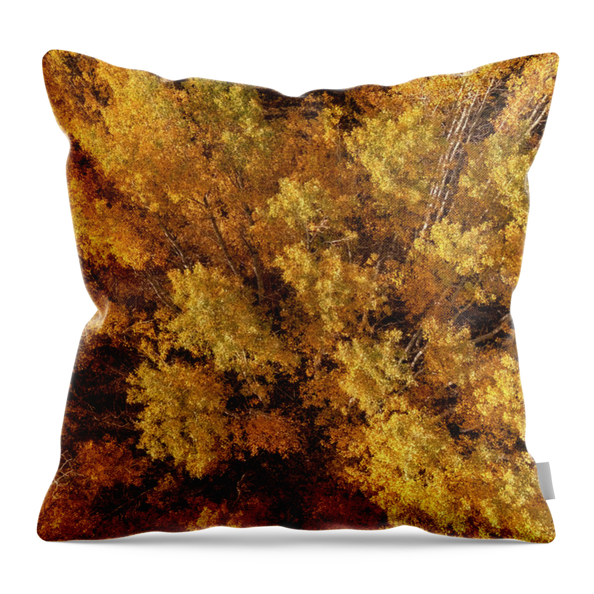 Fall Colors Throw Pillow featuring the photograph Golden Aspen Forest Aerial by Christopher Johnson