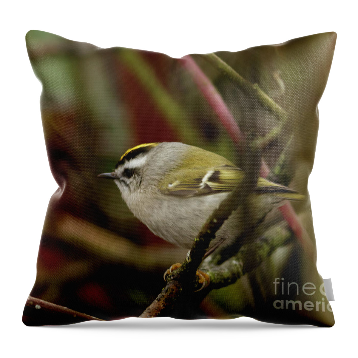 Kinglet Throw Pillow featuring the photograph Golden Crowned Kinglet Male by Natural Focal Point Photography