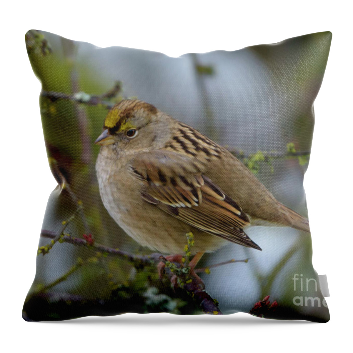 Golden-crowned Sparrow Throw Pillow featuring the photograph Golden-crowned Sparrow in Cherry Tree by Nancy Gleason