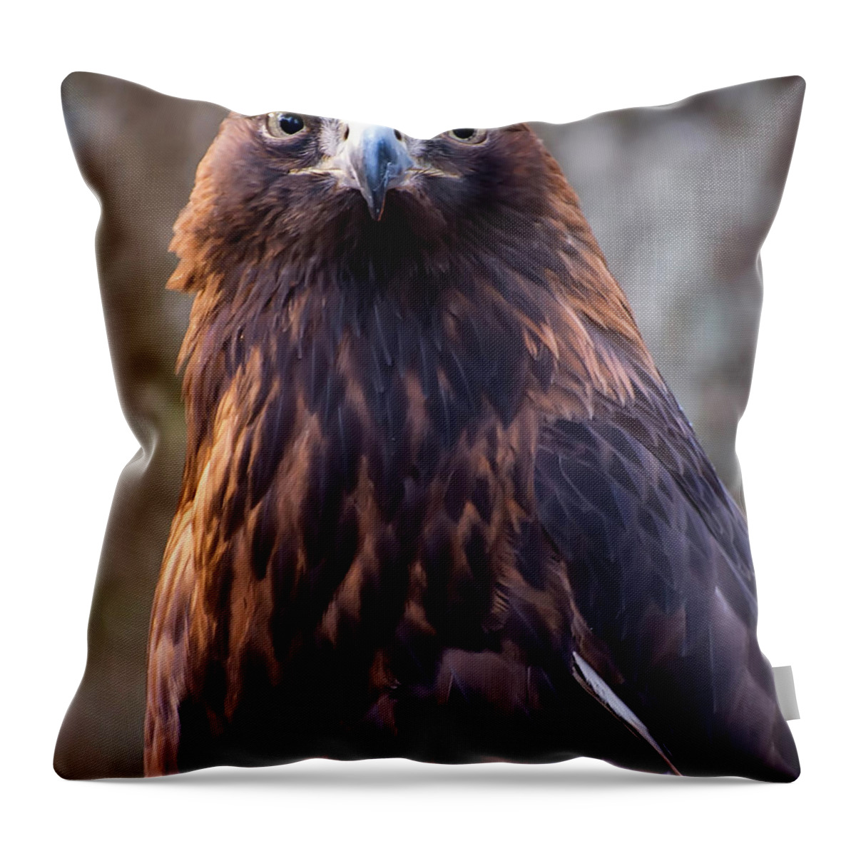 Eagle Pictures Throw Pillow featuring the photograph Golden eagle 4 by Flees Photos