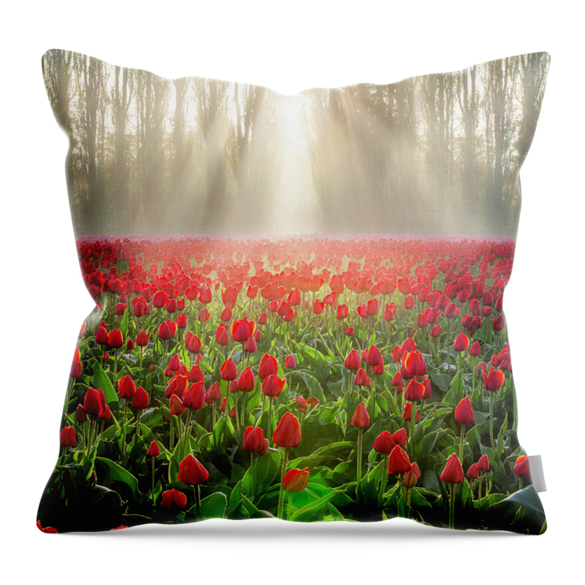 Tulips Throw Pillow featuring the photograph Golden Hour Tulips by Michael Rauwolf