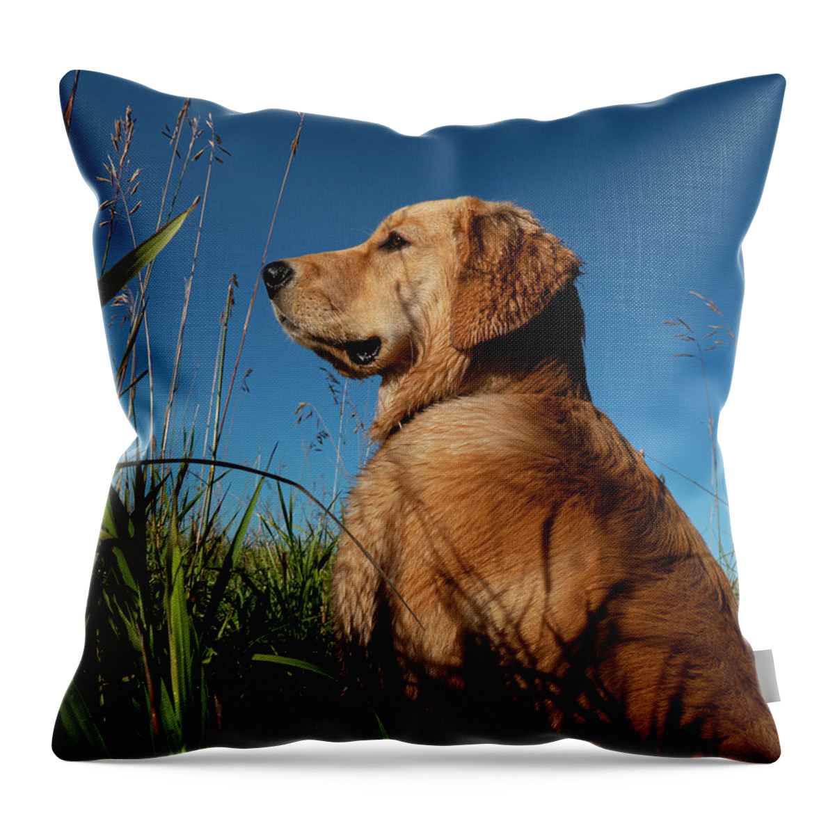 Dog Throw Pillow featuring the photograph Golden Retriever Dog Outdoors by Phil And Karen Rispin