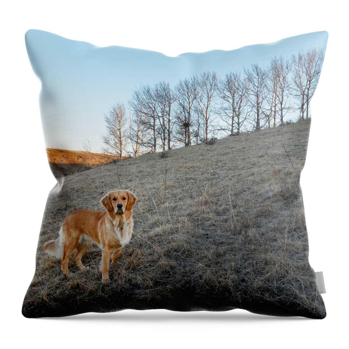 Dog Throw Pillow featuring the photograph Golden Retriever On A Hill by Phil And Karen Rispin