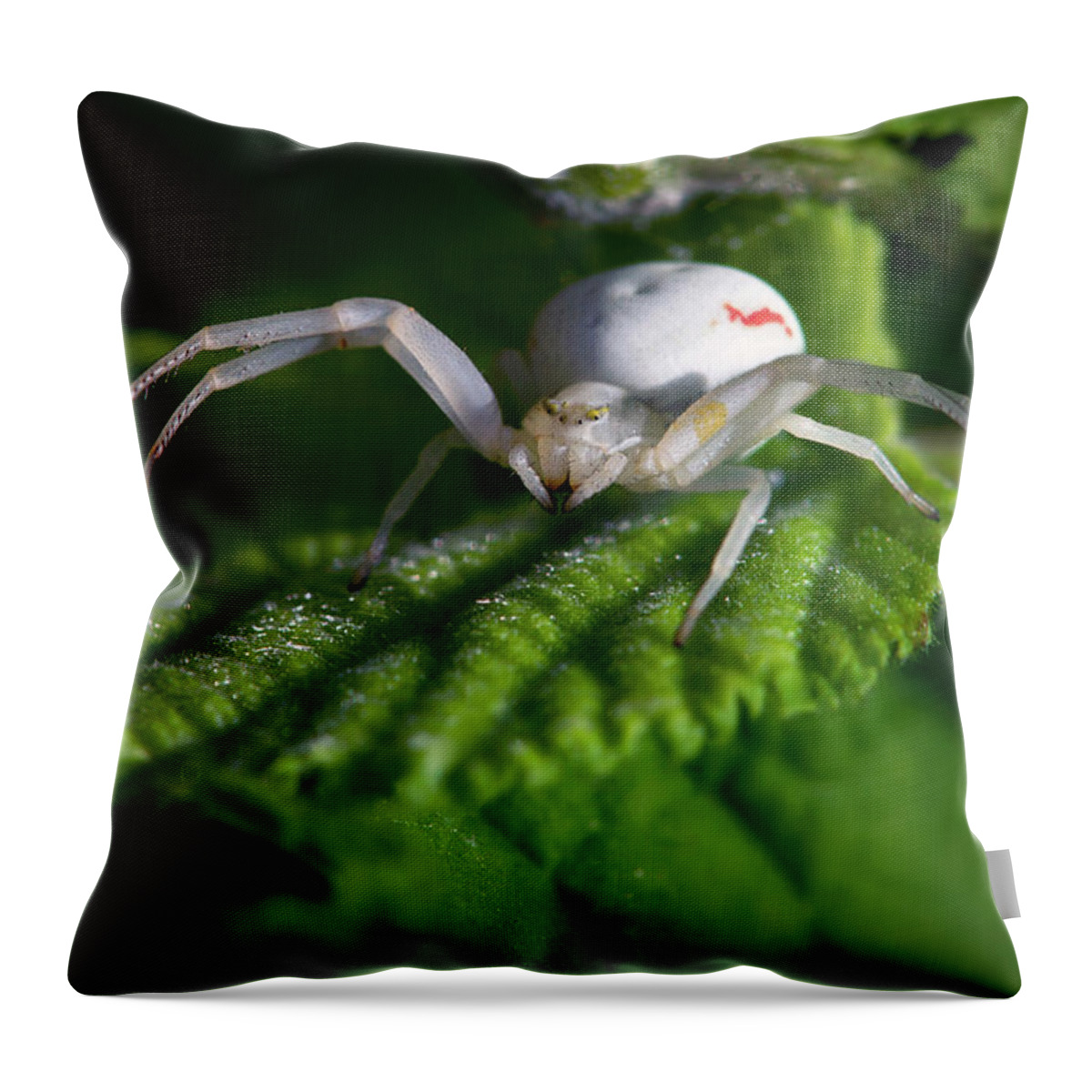 Spider Throw Pillow featuring the photograph Goldenrod crab spider by Olivier Parent