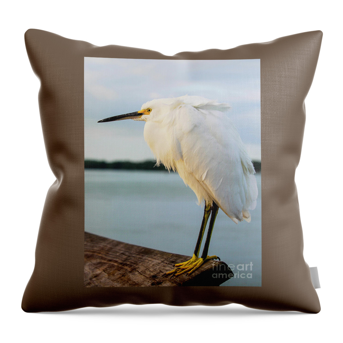 Egret Throw Pillow featuring the photograph Good morning, sweet Snowy by Joanne Carey