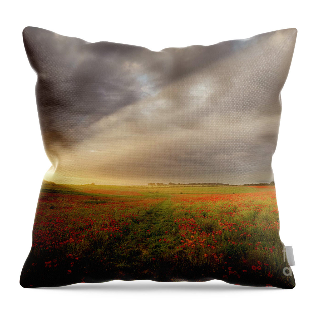 Poppies Throw Pillow featuring the photograph Norfolk poppy field sunrise landscape by Simon Bratt