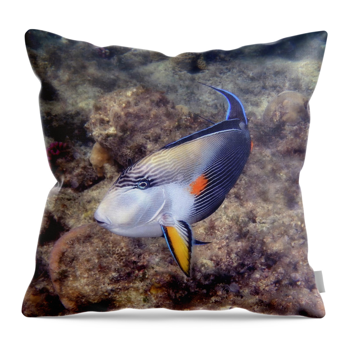 Underwater Throw Pillow featuring the photograph Gorgeous Red Sea Sohal Surgeonfish by Johanna Hurmerinta