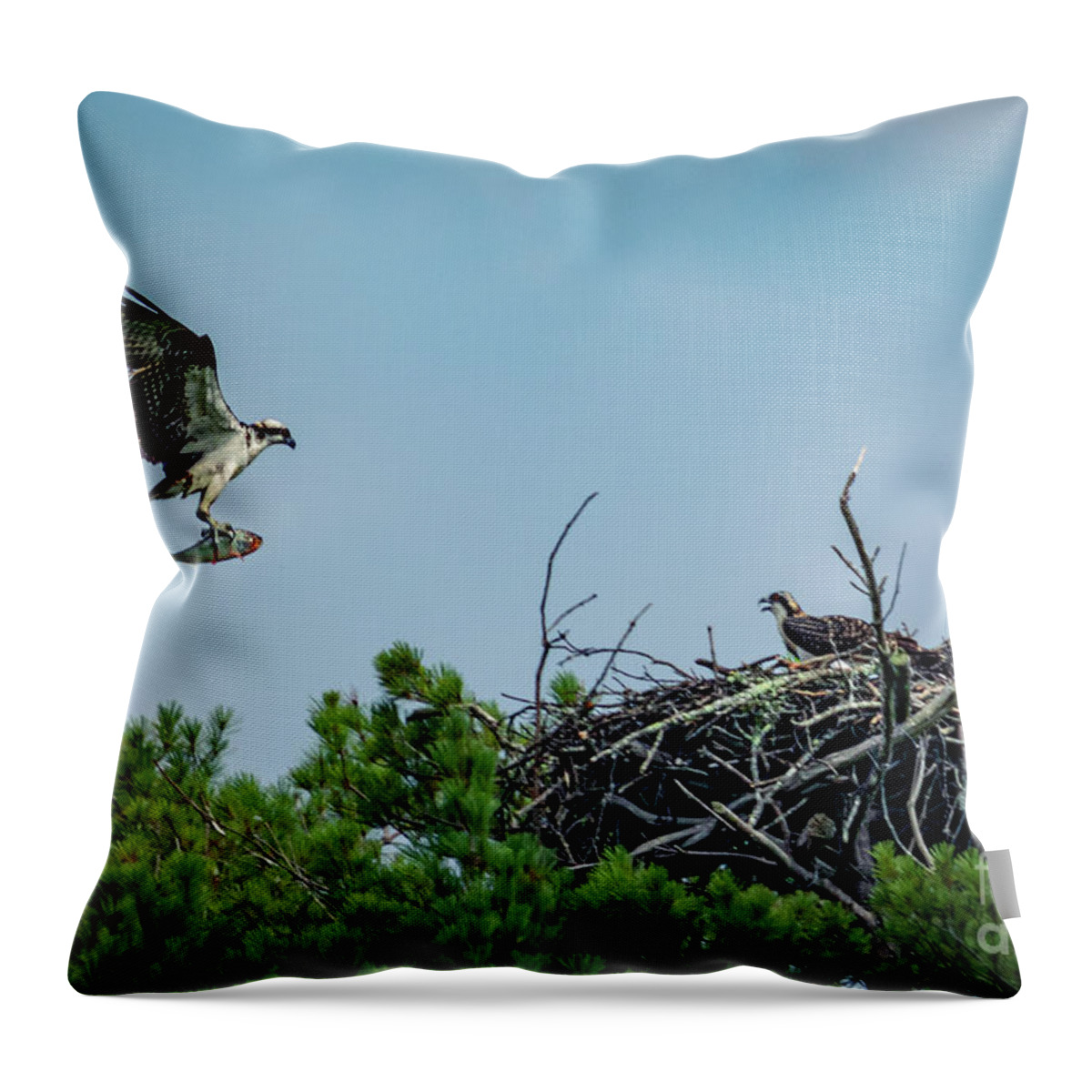 Osprey Throw Pillow featuring the photograph Gotta Feed the Kids by Alyssa Tumale