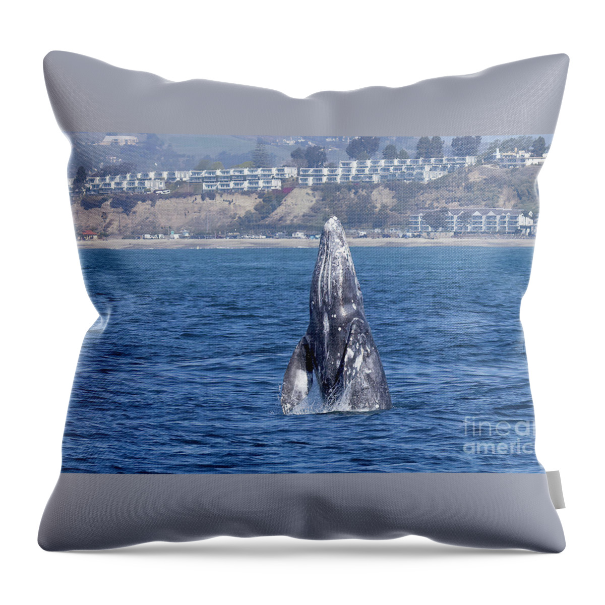 Festival Of Whales Gray Whale Throw Pillow featuring the photograph Gray Whale Breaching by Loriannah Hespe