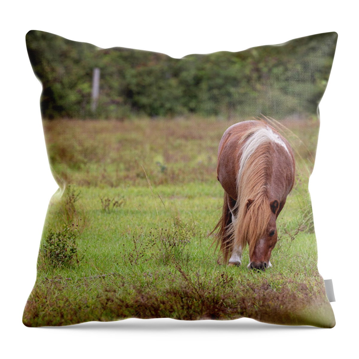 Camping Throw Pillow featuring the photograph Grazing Horse #291 by Michael Fryd