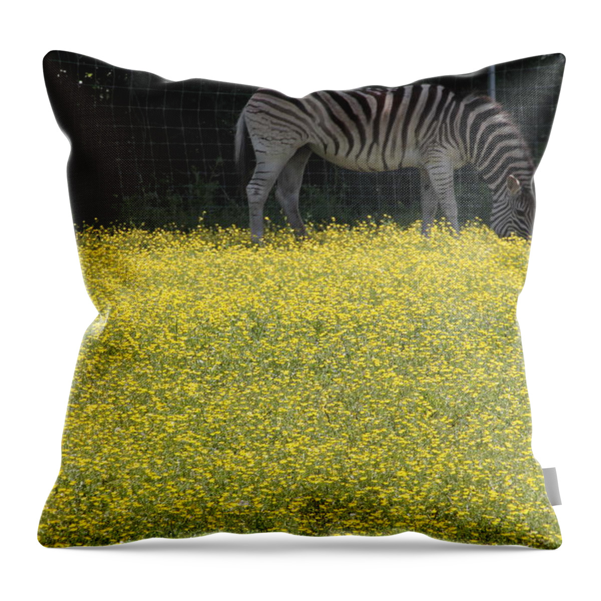 Horizontal Photograph Throw Pillow featuring the photograph Grazing Zebra Nashville Zoo by Valerie Collins
