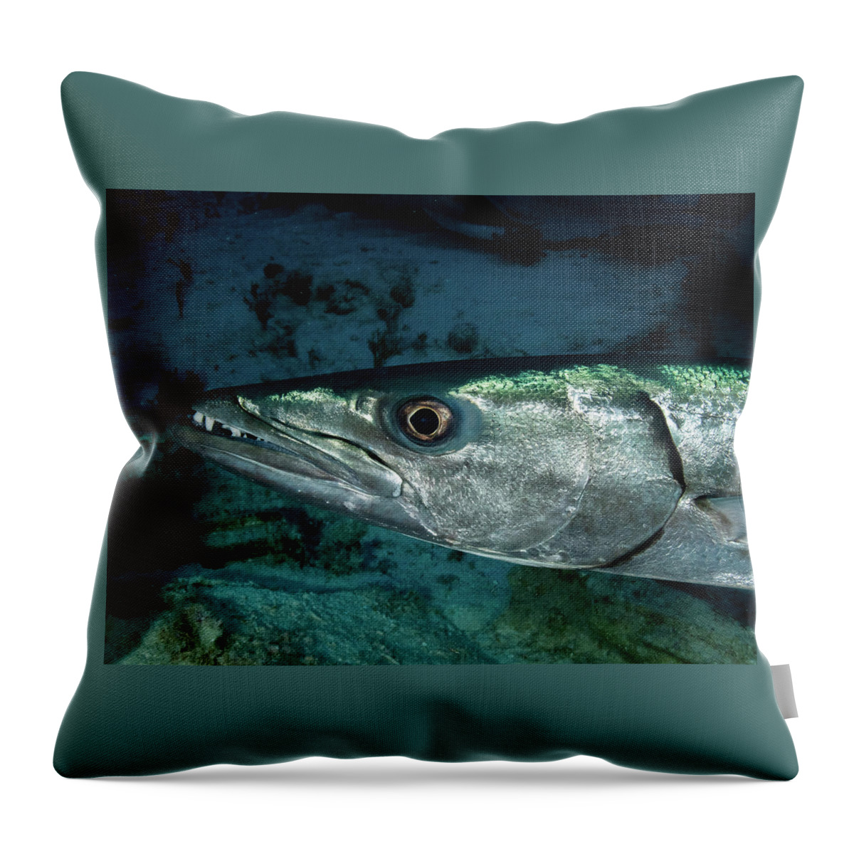 Barracuda Throw Pillow featuring the photograph Great Barracuda by Brian Weber