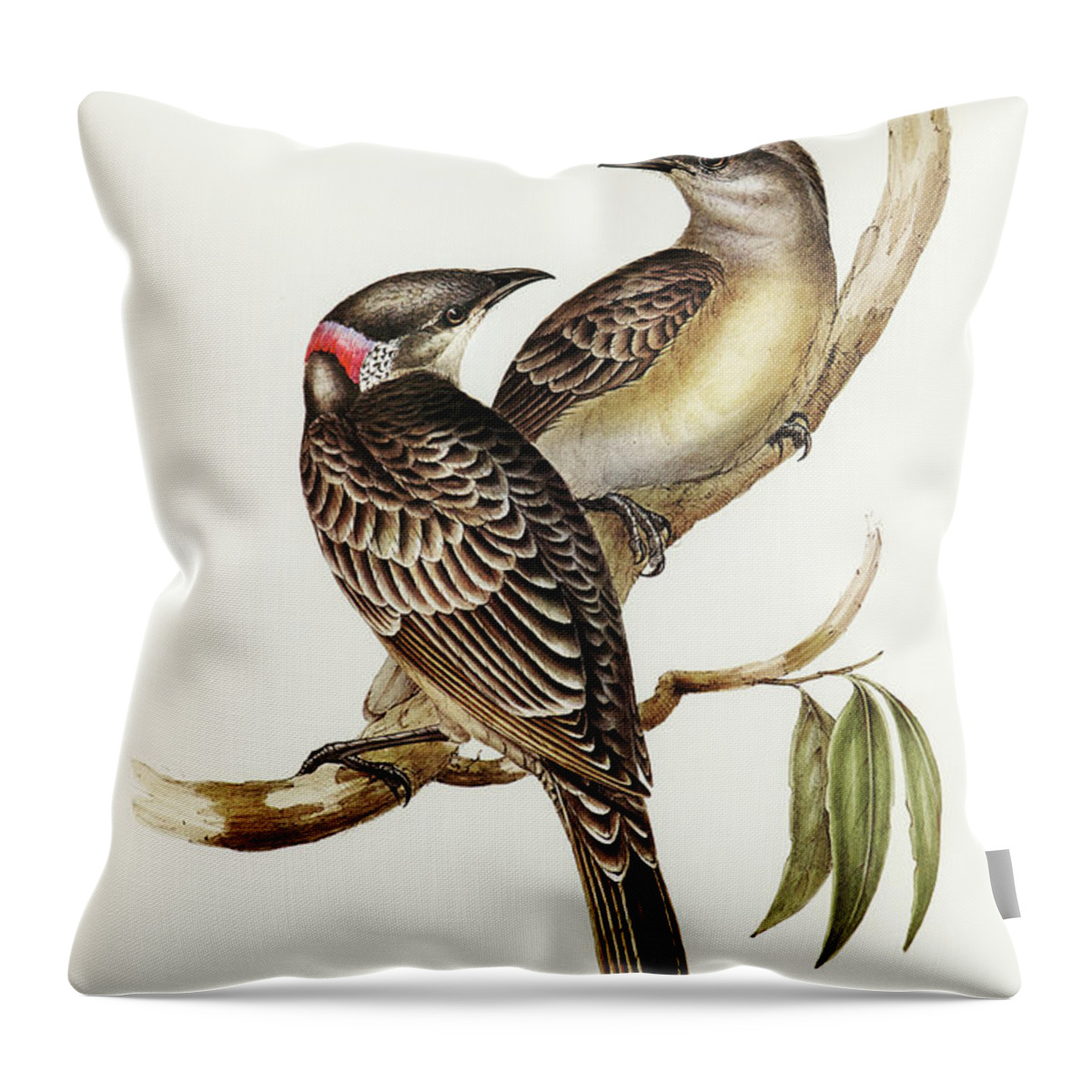 Great Bower Bird Throw Pillow featuring the drawing Great Bower Bird, Chlamydera nuchalis by John Gould