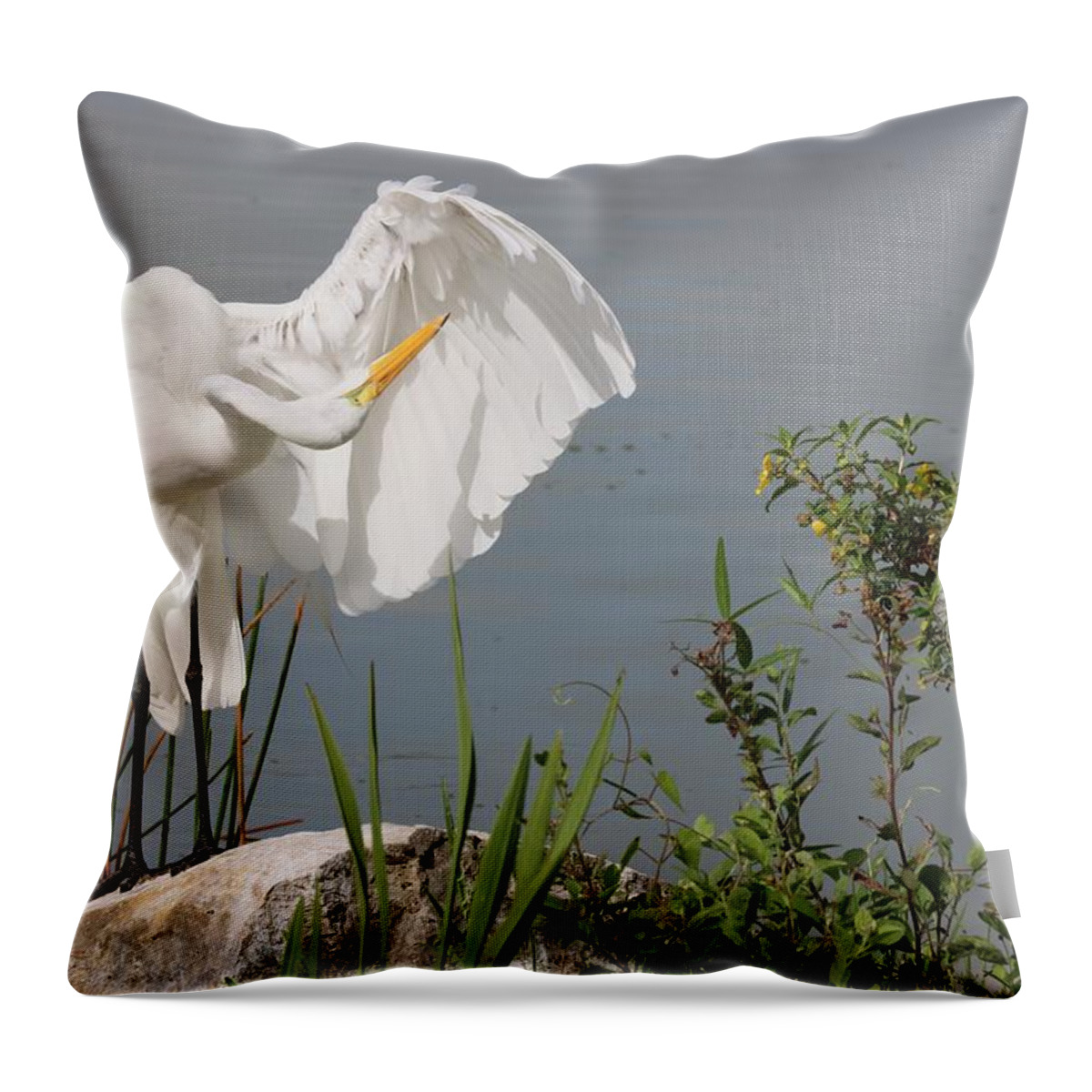 Great Egret Throw Pillow featuring the photograph Great Egret in Photo Session 2 by Mingming Jiang