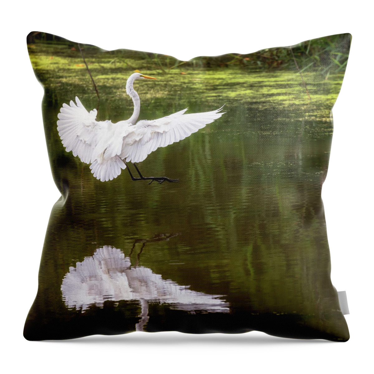 Bird Throw Pillow featuring the photograph Great Egret Landing - Crab Orchard Lake by Susan Rissi Tregoning