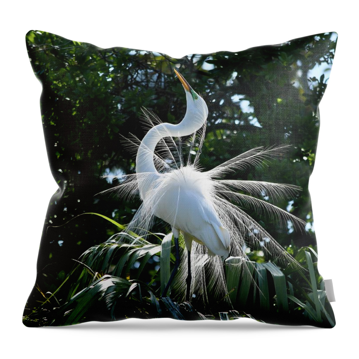 Egret Throw Pillow featuring the photograph Great Egret the Beauty in the Dance by Richard Bryce and Family