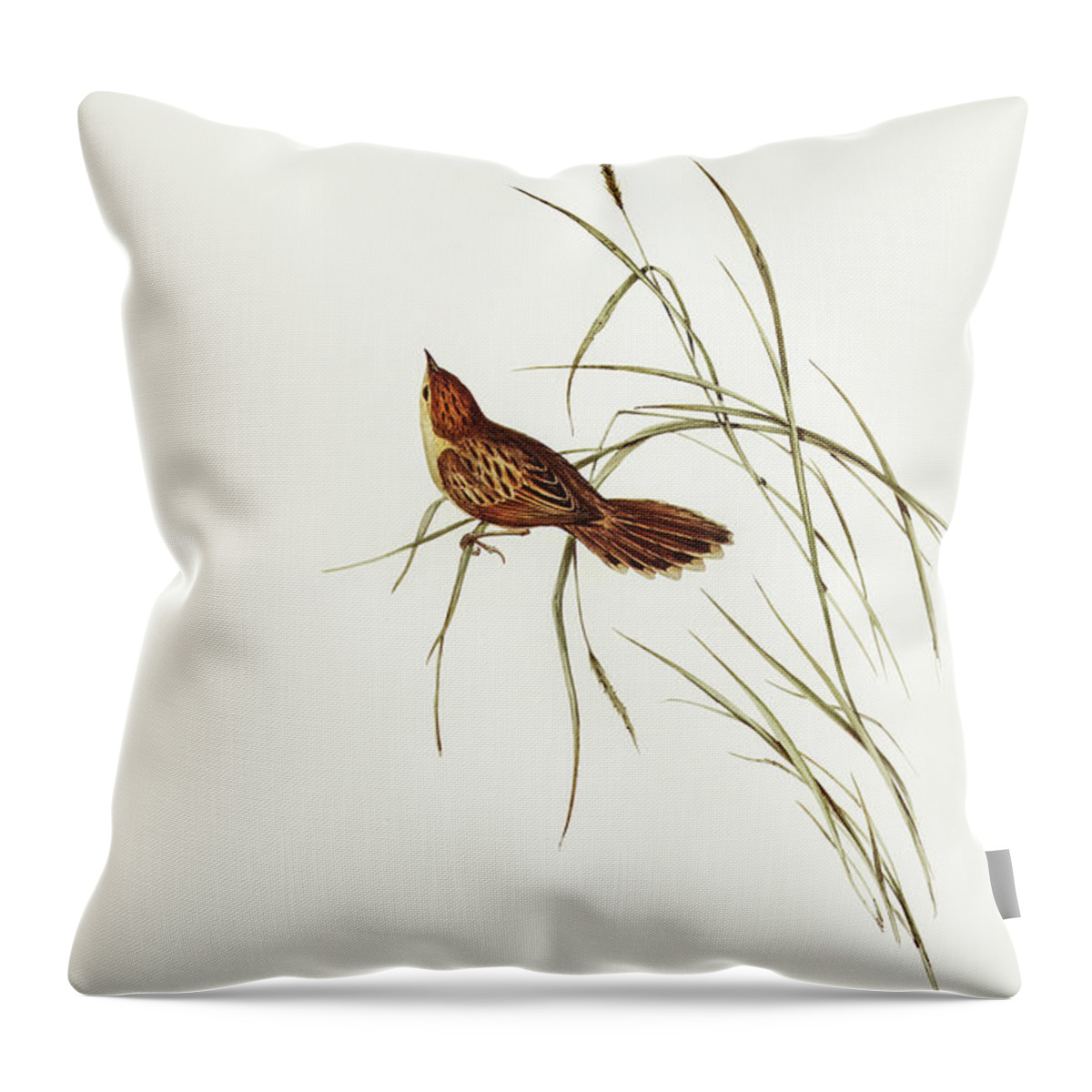 Great Warbler Throw Pillow featuring the drawing Great Warbler, Cysticola magna by John Gould