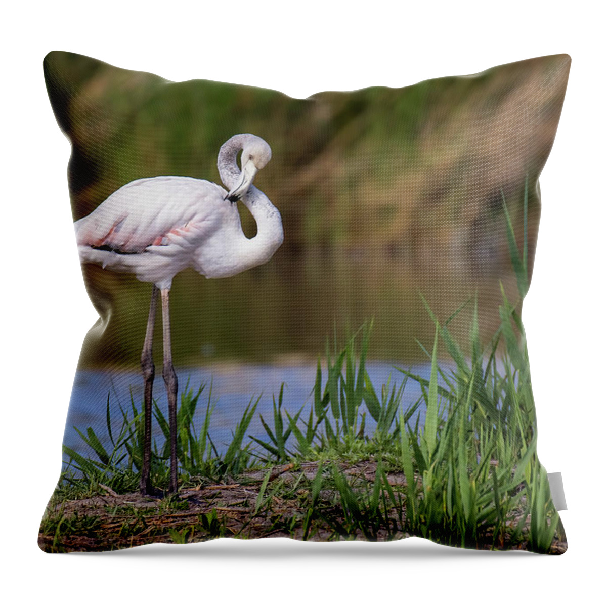 Animal Throw Pillow featuring the photograph Greater flamingo juvenile - Phoenicopterus roseus by Jivko Nakev