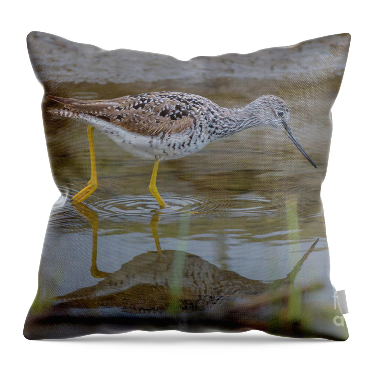 Greater Yellowlegs Throw Pillow featuring the photograph Greater Yellowlegs Searching for Food at Skagit Delta by Nancy Gleason